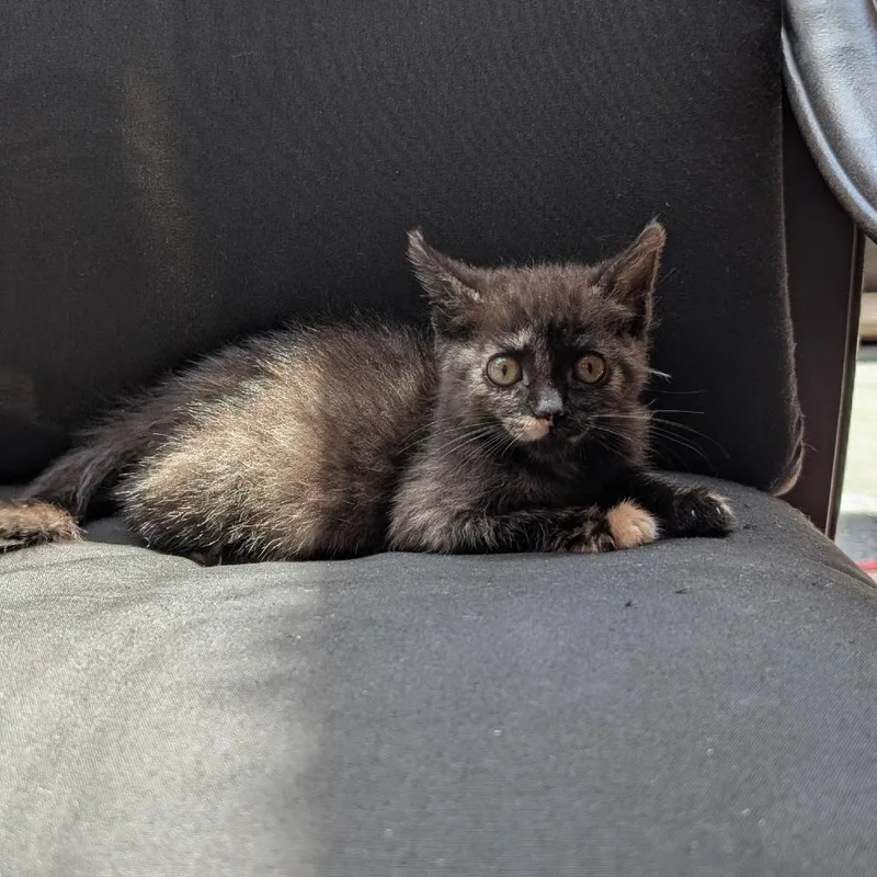 A baby small-sized female Tortoiseshell Domestic Short Hair cat named Keefe for adoption in Tacoma, WA