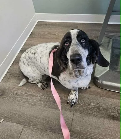 An adult large-sized female White / Cream Basset Hound dog named Willow River for adoption in Annapolis, MD