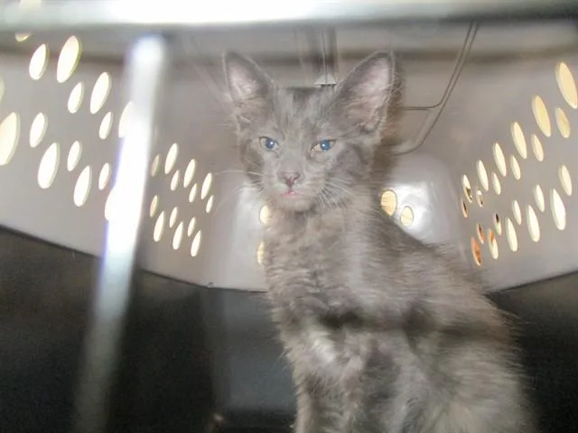 A baby small-sized female Domestic Short Hair cat named Izzy for adoption in Ocala, FL