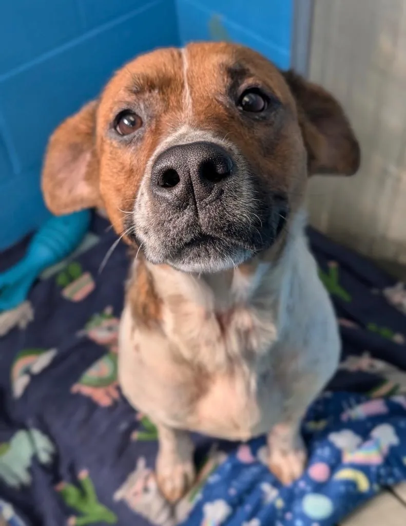 Minestrone thumbnail 3