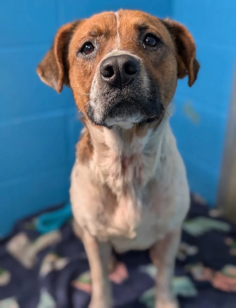 Minestrone thumbnail 4