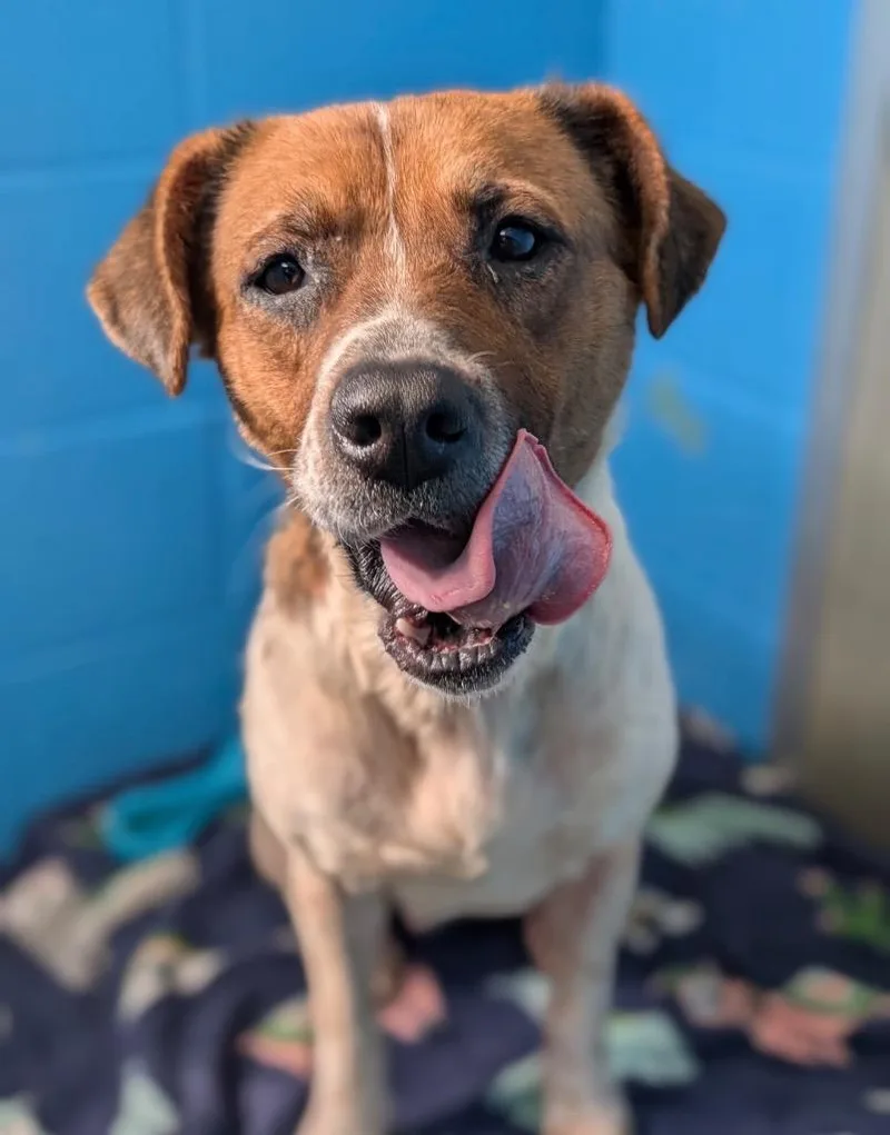 Minestrone thumbnail 5