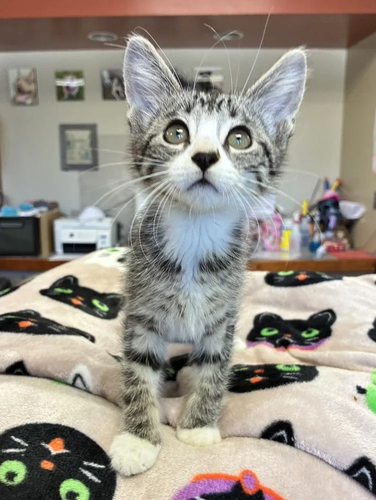 A baby medium-sized male Tabby (Gray / Blue / Silver) Domestic Short Hair cat named Scramble for adoption in Mason City, IA