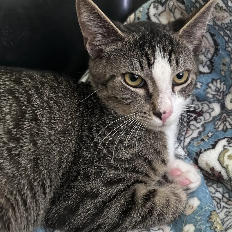 A baby medium-sized male Tabby (Gray / Blue / Silver) Domestic Short Hair cat named Joey  Sweet  for adoption in Yardley, PA