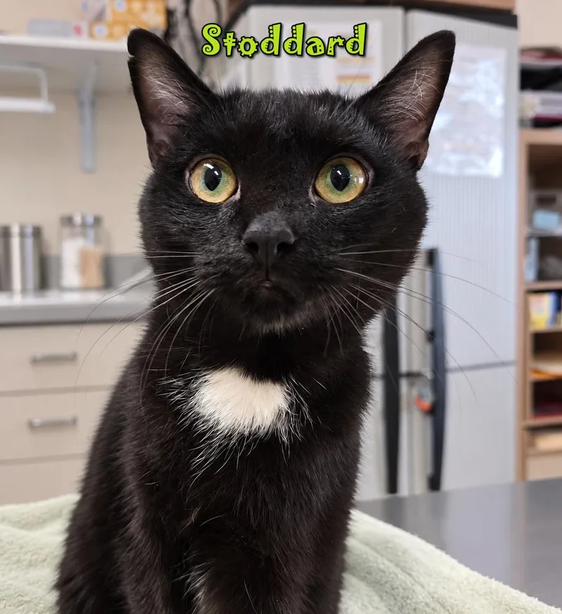 An adult medium-sized male Black & White / Tuxedo Domestic Short Hair cat named Stoddard for adoption in Southbury, CT