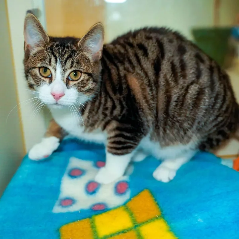 A baby small-sized male Brown / Chocolate Domestic Short Hair cat named Hei Hei for adoption in Thomaston, ME