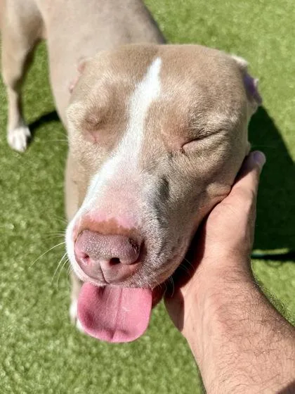 Oled Monitor thumbnail 2