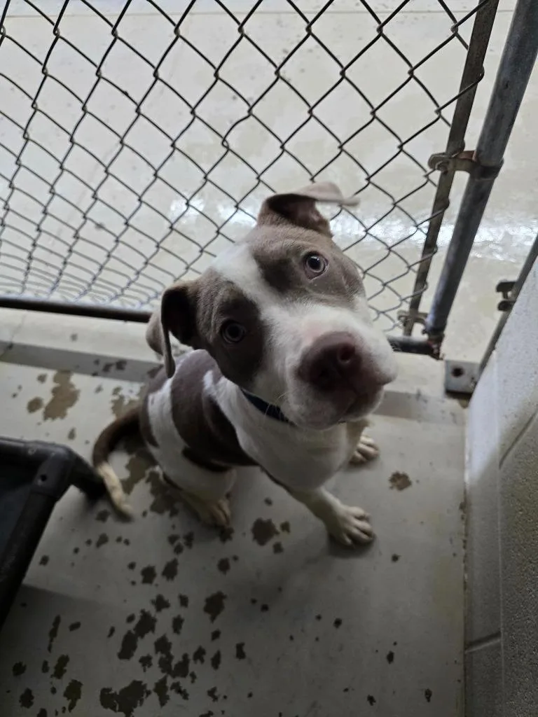 A baby medium-sized male Pit Bull Terrier dog named Toby for adoption in Camden, TN