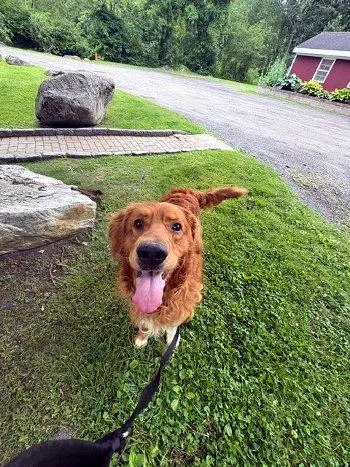 A young large-sized male Red / Chestnut / Orange Golden Retriever dog named Max for adoption in Bedford Hills, NY