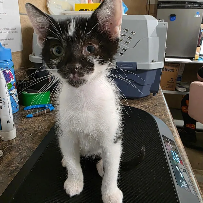 A baby small-sized male Black Domestic Short Hair cat named Chippy Dippy Dopey Dub for adoption in Eureka Springs, AR