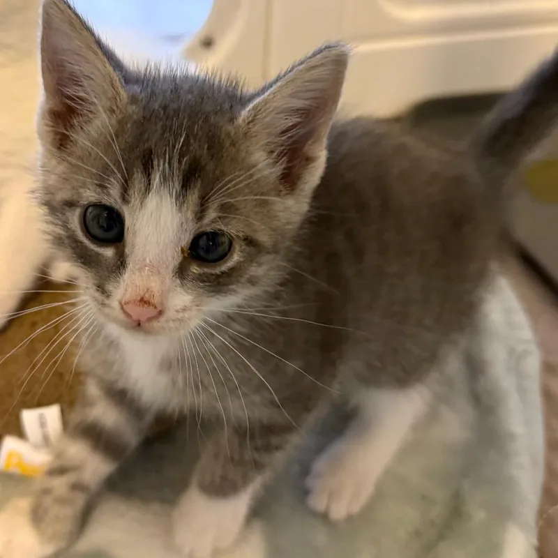 A baby small-sized male Gray / Blue / Silver Domestic Short Hair cat named Coop for adoption in Juno Beach, FL