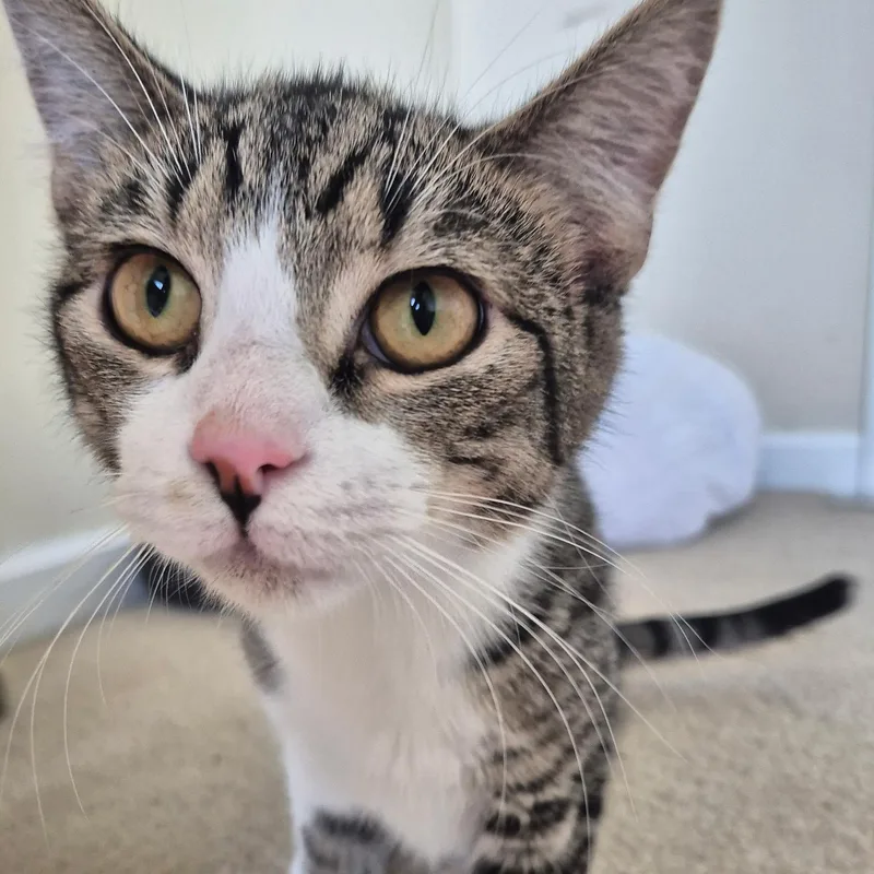 A young small-sized male Tabby (Brown / Chocolate) American Shorthair cat named Solo for adoption in West newton, PA