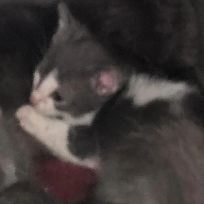 A baby small-sized male Gray / Blue / Silver Domestic Short Hair cat named Springfield for adoption in Kanab, UT