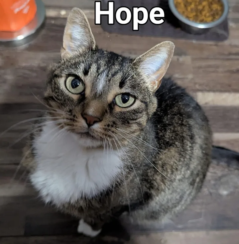 An adult medium-sized female Tabby (Brown / Chocolate) Tabby cat named Hope for adoption in Lincoln, NE