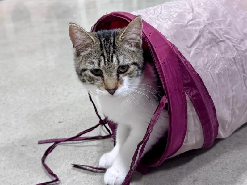 A baby small-sized female Domestic Short Hair cat named Layla for adoption in Powell, OH