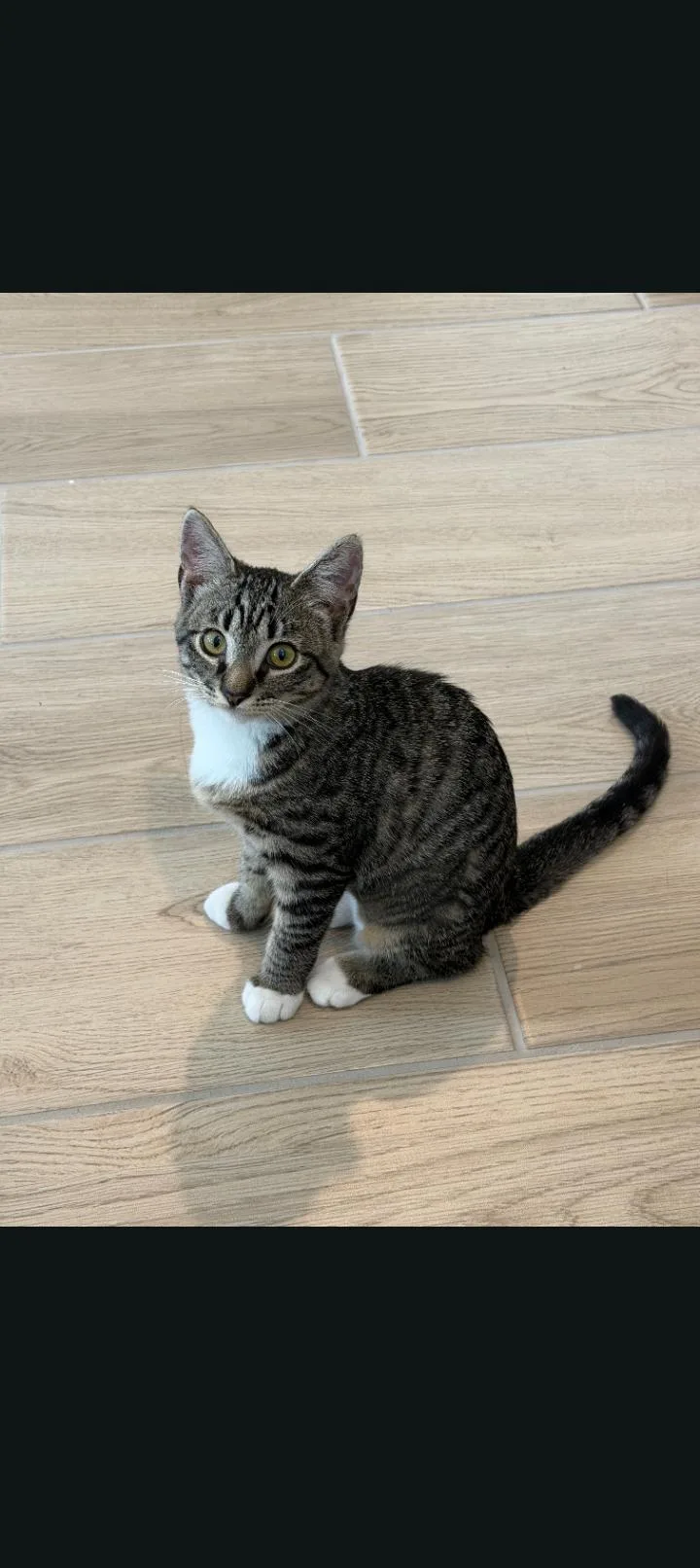 A baby medium-sized female Domestic Short Hair cat named Mimi for adoption in Fort Myers, FL