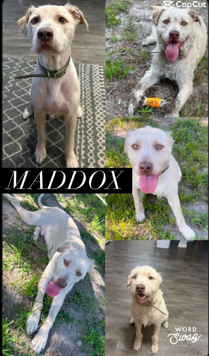 Maddox