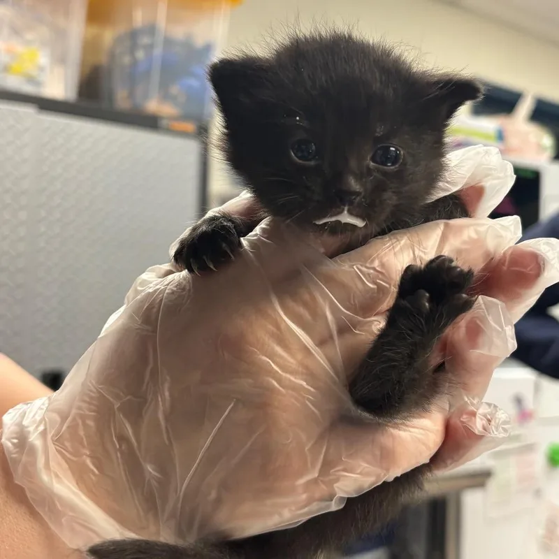 A baby small-sized female Black Domestic Short Hair cat named Elsa for adoption in Newark, NJ
