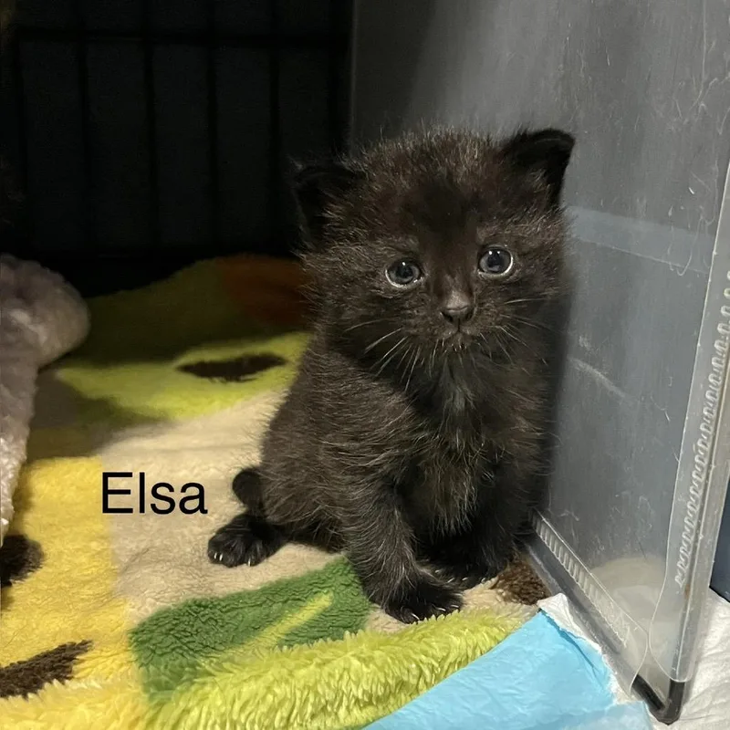 Elsa thumbnail 2