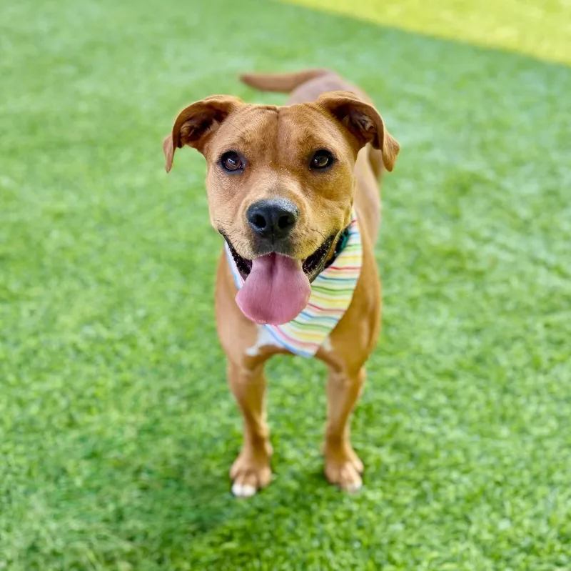A young large-sized female Mixed Breed dog named Tatiana for adoption in Ellijay, GA