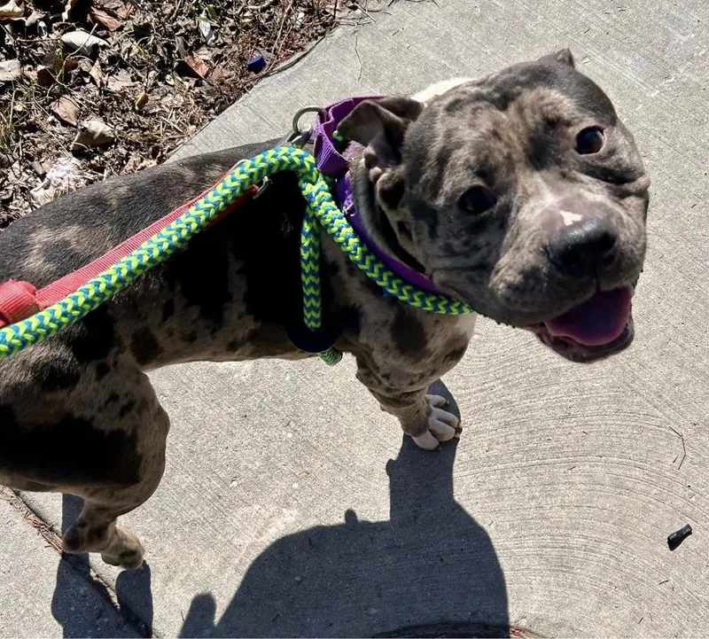 A young large-sized male Mixed Breed dog named Riot for adoption in Warren, MI