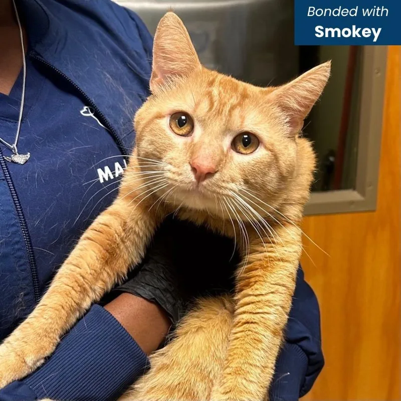 A young medium-sized male Orange / Red Domestic Short Hair cat named Bandit for adoption in Baltimore, MD
