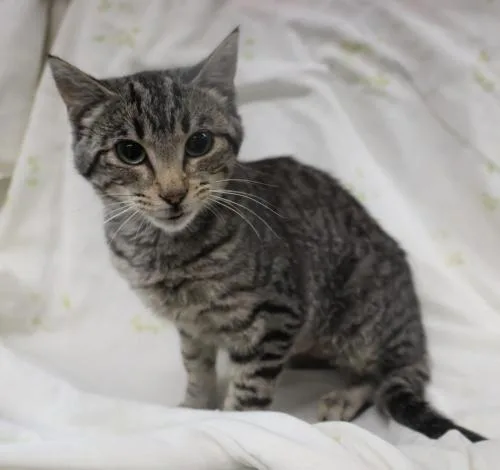 A young medium-sized female Domestic Short Hair cat named Rhiannon for adoption in Thief River Falls, MN