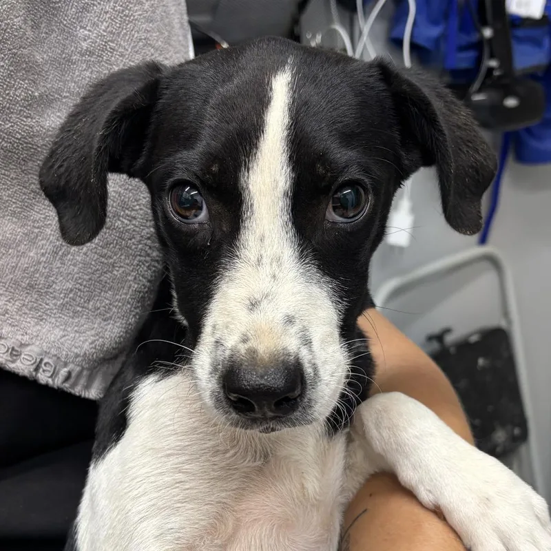 A baby small-sized male Black Mixed Breed dog named CSASStray for adoption in Springtown, TX