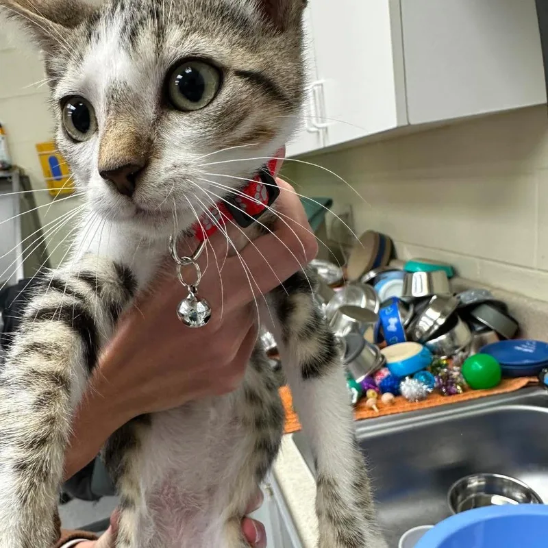 A baby small-sized male Brown / Chocolate Domestic Short Hair cat named Motorola for adoption in Bastrop, TX
