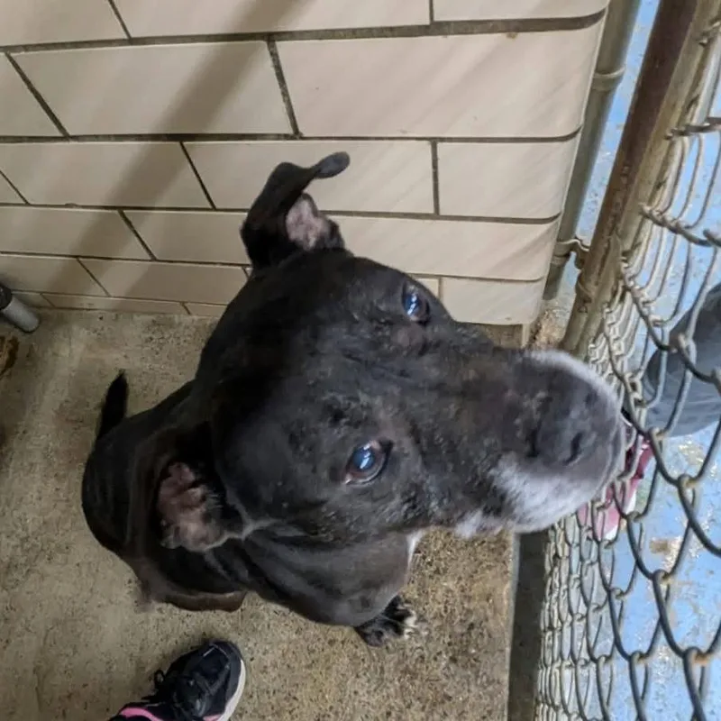 A senior large-sized male Pit Bull Terrier dog named Zollo for adoption in Greenville, PA