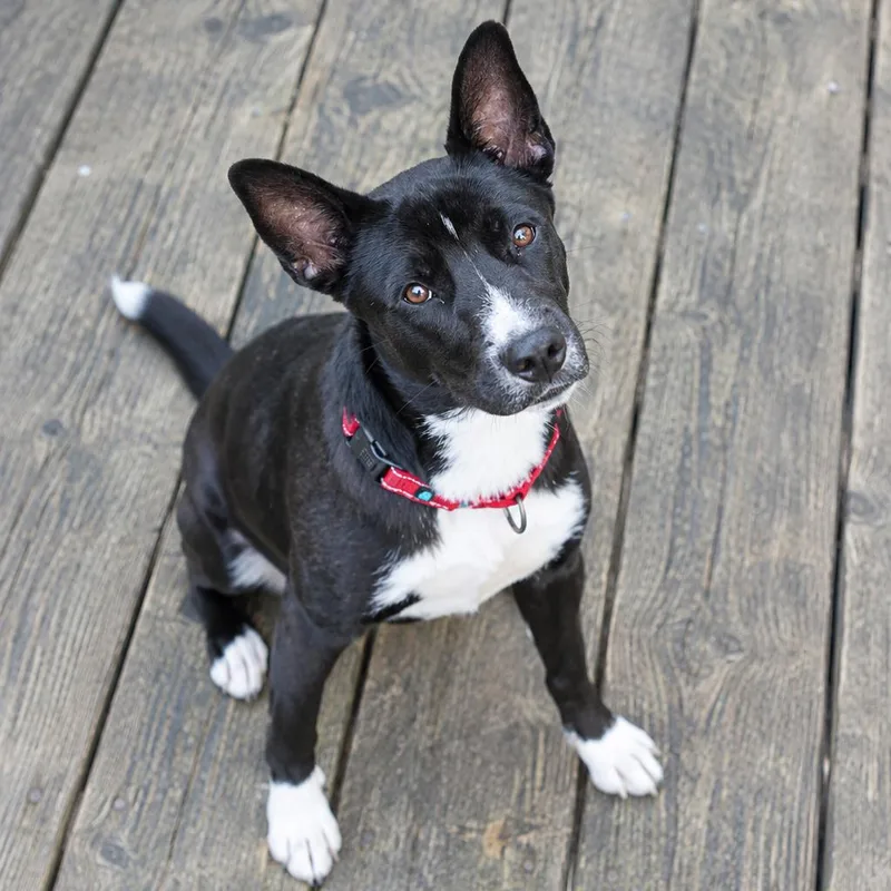 An adult medium-sized male Husky dog named Denali for adoption in Bristol, IN