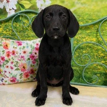 A baby small-sized female Mixed Breed dog named Clara for adoption in Westland, MI