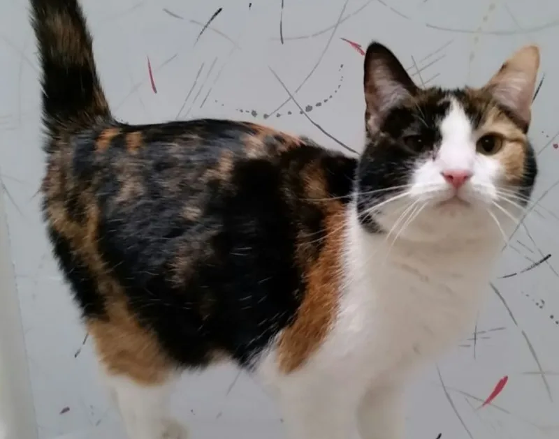 An adult large-sized female Black Calico cat named Angel B for adoption in Sardinia, OH