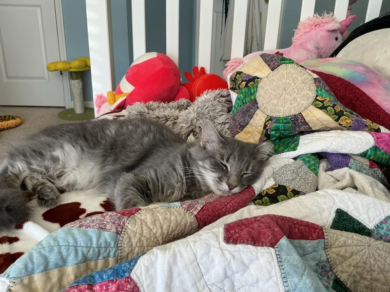 A young medium-sized male Gray / Blue / Silver Domestic Medium Hair cat named Pewter  Gentle Purr for adoption in Bristow, VA