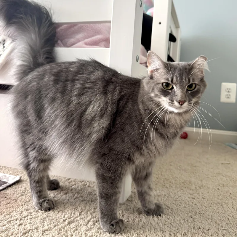Pewter  Gentle Purr thumbnail 2