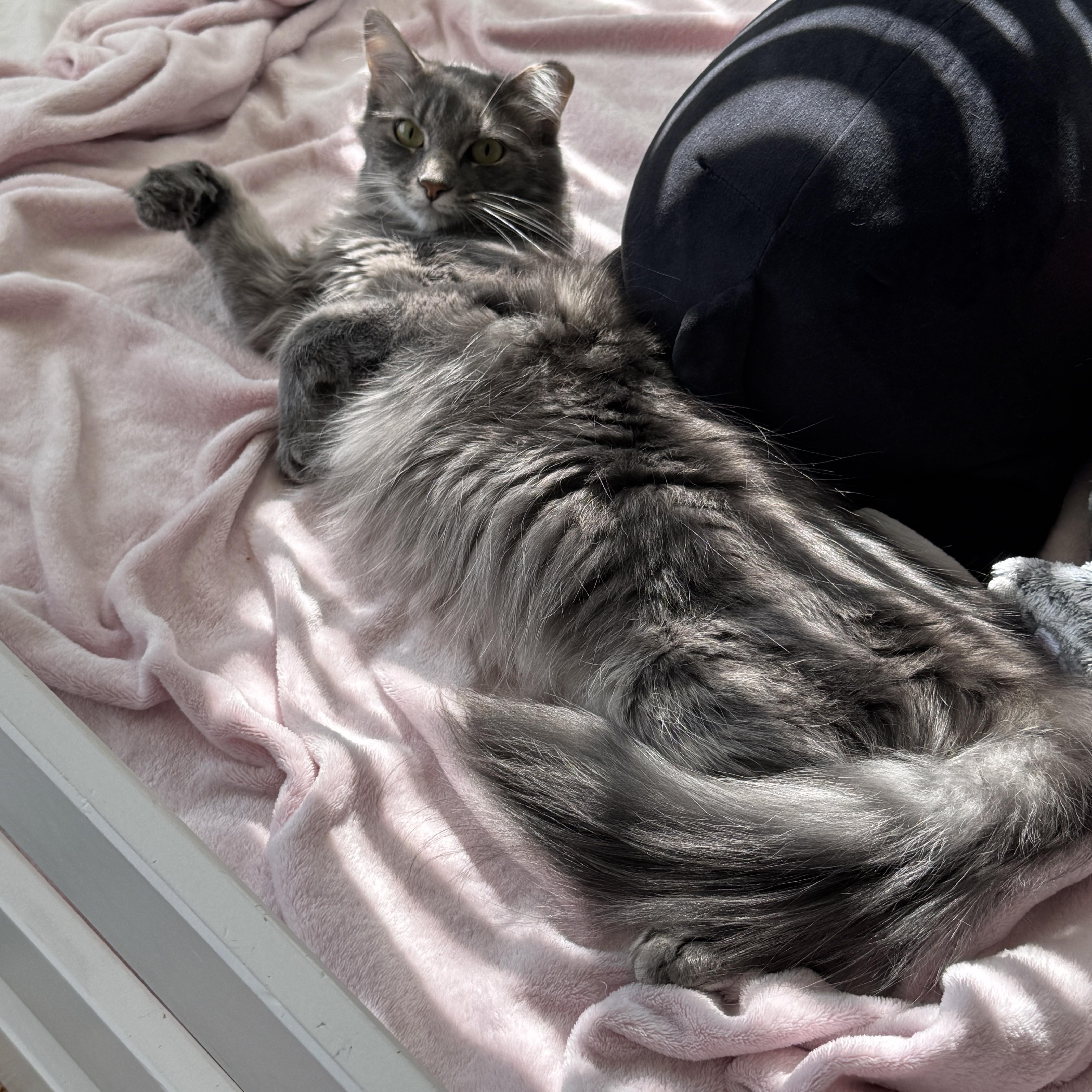 Pewter  Gentle Purr thumbnail 3