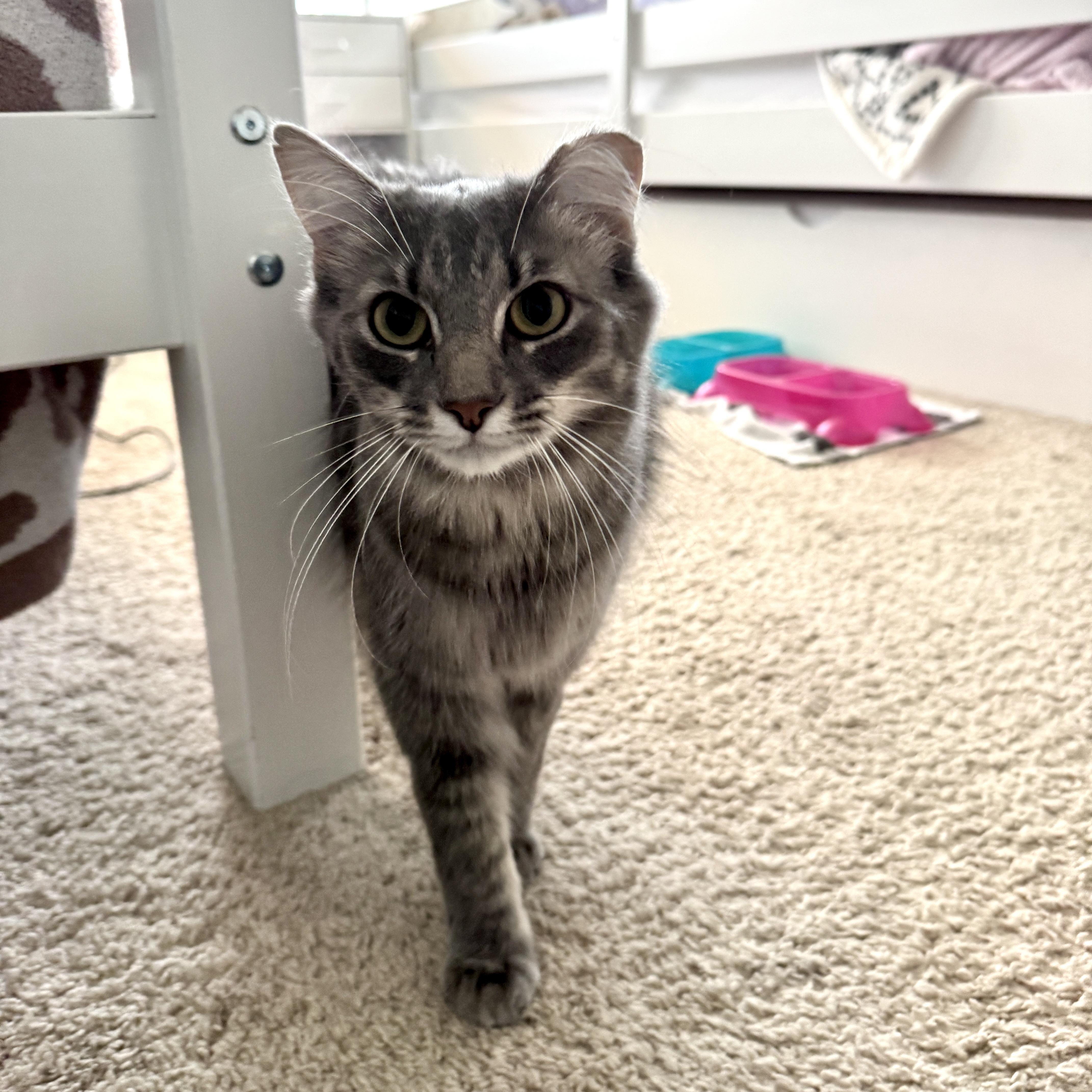 Pewter  Gentle Purr thumbnail 4