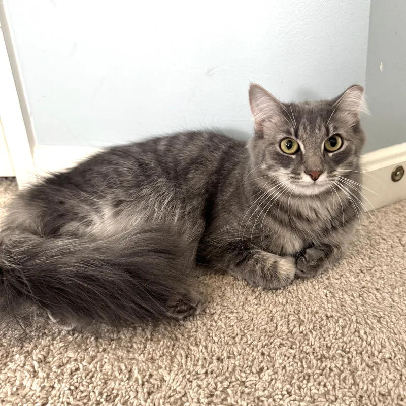 Pewter  Gentle Purr thumbnail 5