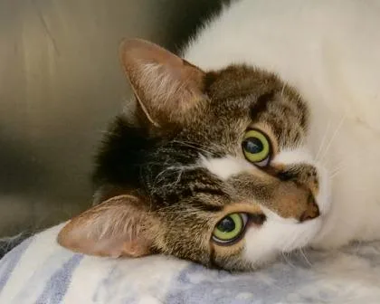 An adult small-sized male Domestic Short Hair cat named Oliver for adoption in West Seneca, NY
