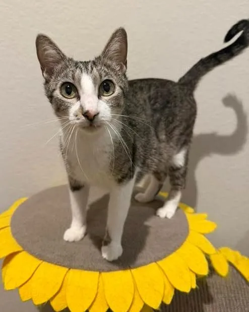 A young medium-sized female Domestic Short Hair cat named Marney for adoption in Magnolia, TX