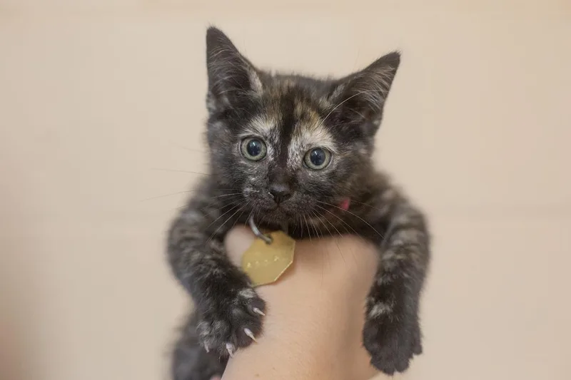 A baby small-sized female Domestic Short Hair cat named Luna for adoption in Mountain Home, AR