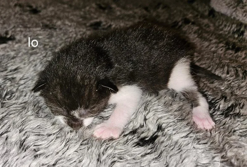 A baby medium-sized female Domestic Short Hair cat named Io for adoption in Parkville, MD