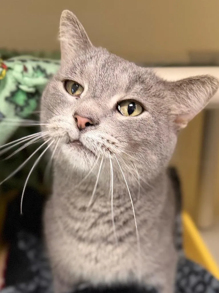 An adult medium-sized male Domestic Short Hair cat named Cesar for adoption in Menomonie, WI