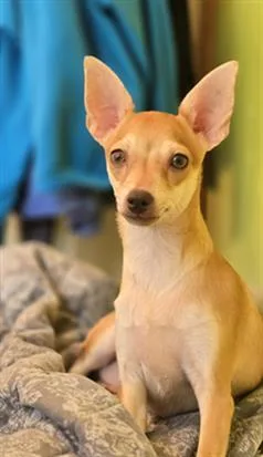 A baby small-sized male Chihuahua dog named Luigi for adoption in Aliquippa, PA