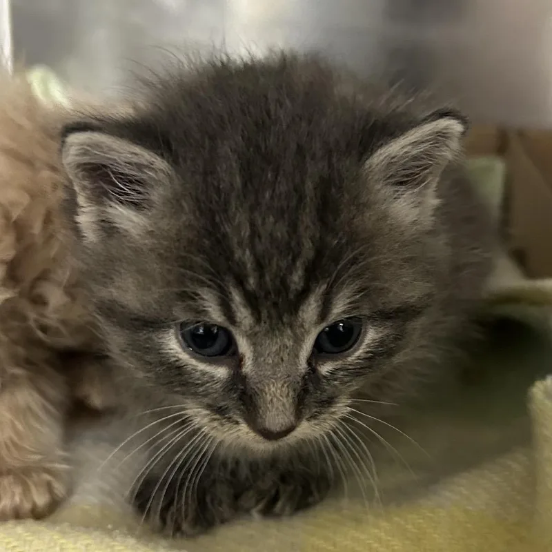 A baby small-sized male Gray / Blue / Silver Domestic Short Hair cat named Strelka for adoption in Newark, NJ