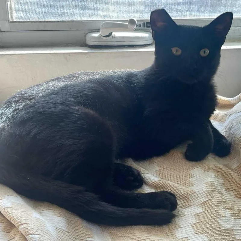 Purrcilla Pawsley thumbnail 2