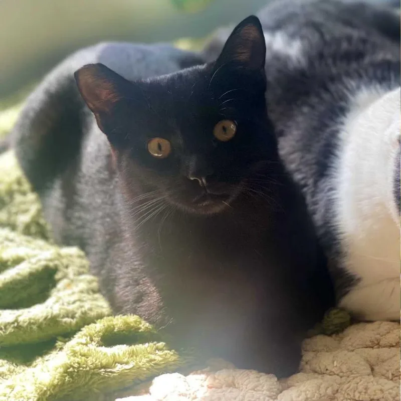 Purrcilla Pawsley thumbnail 3