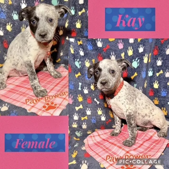 A baby medium-sized female Australian Cattle Dog / Blue Heeler dog named Kay for adoption in Manchester, CT