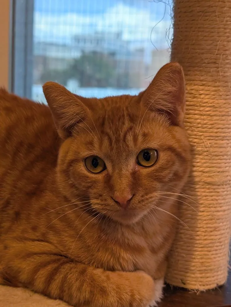 A baby medium-sized male Domestic Short Hair cat named Dodger for adoption in San Pedro, CA