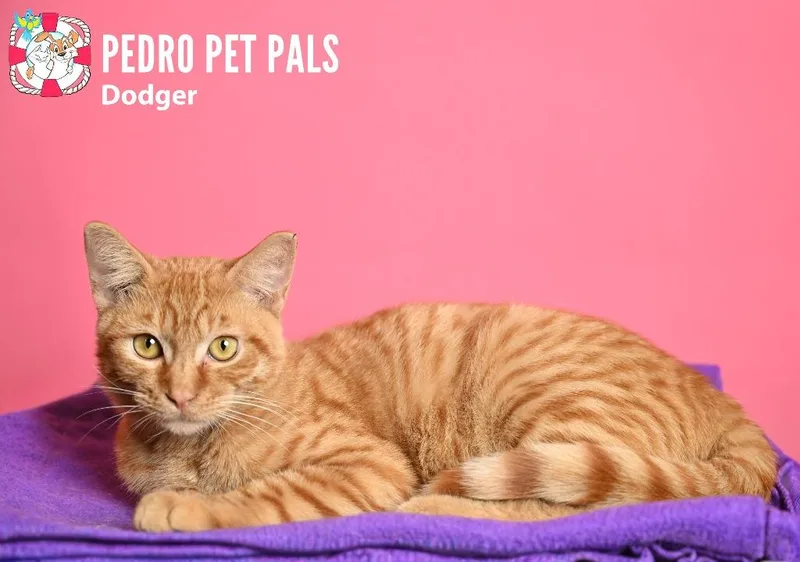 Dodger thumbnail 3